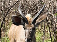 Marion, Romane South Africa 2014 (3 of 45) : KNP Pretoriuskop, Marion visit